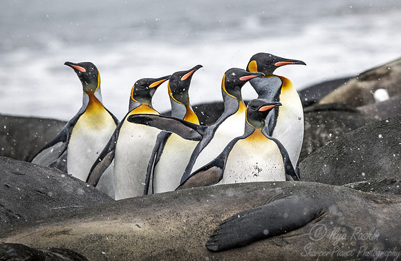 095 King Penguins (Aptenodytes patagonicus) - South Georgia Island