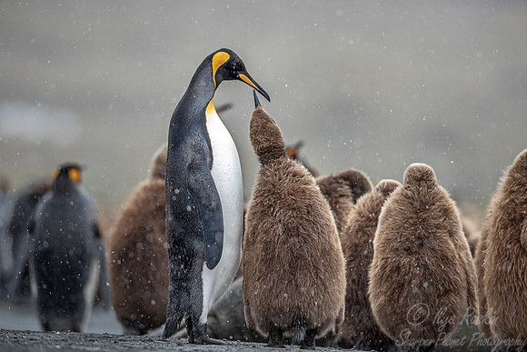 101 King Penguins (Aptenodytes patagonicus) - South Georgia Island