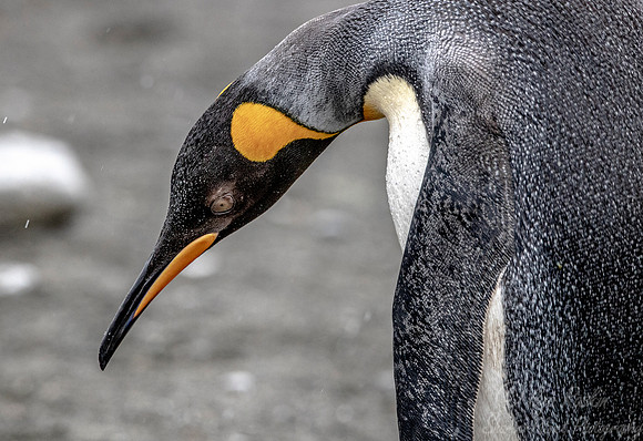 102 King Penguin (Aptenodytes patagonicus) - South Georgia Island
