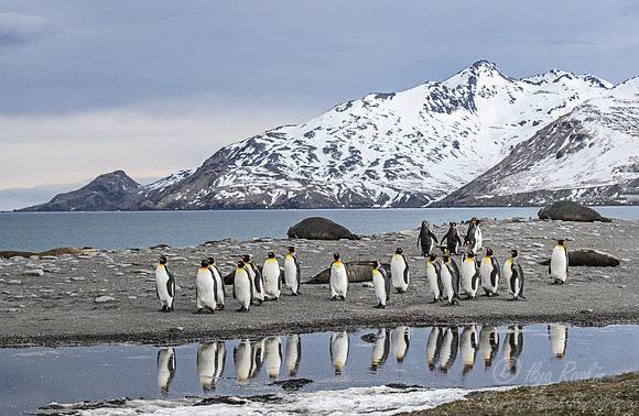 105 King Penguins (Aptenodytes patagonicus) - South Georgia Island