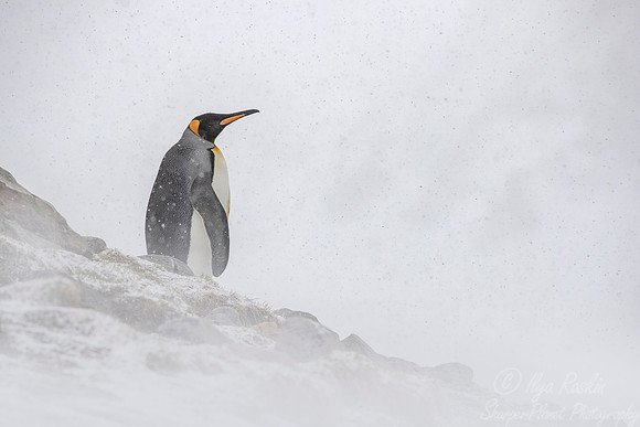 107 King Penguin (Aptenodytes patagonicus) - South Georgia Island