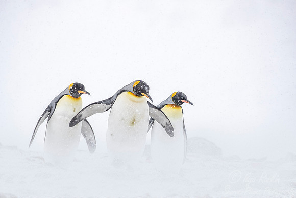 109 King Penguins (Aptenodytes patagonicus) - South Georgia Island