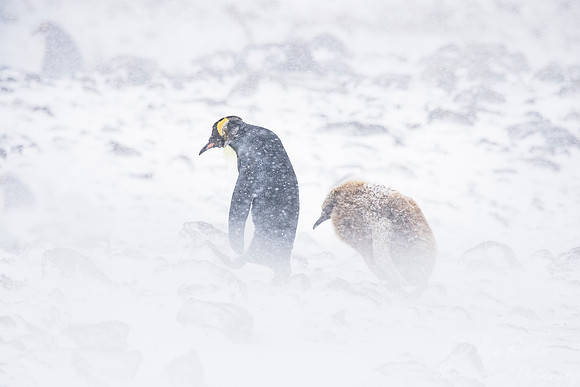 111 King Penguins (Aptenodytes patagonicus) - South Georgia Island