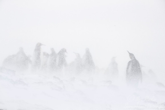 113 King Penguins (Aptenodytes patagonicus) - South Georgia Island