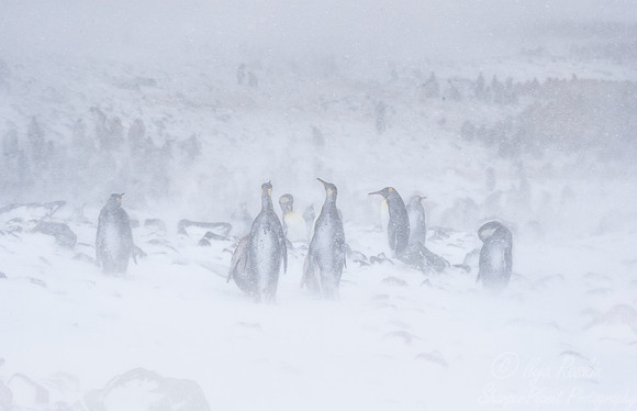 114 King Penguins (Aptenodytes patagonicus) - South Georgia Island