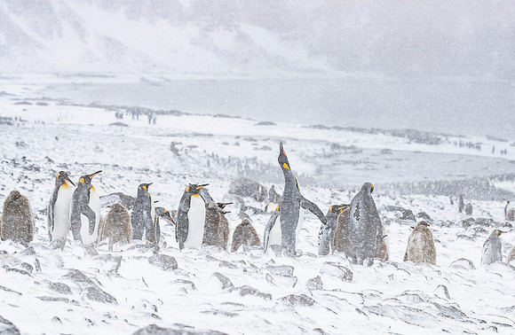 115 King Penguins (Aptenodytes patagonicus) - South Georgia Island