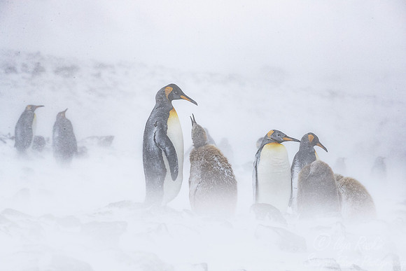 116 King Penguins (Aptenodytes patagonicus) - South Georgia Island