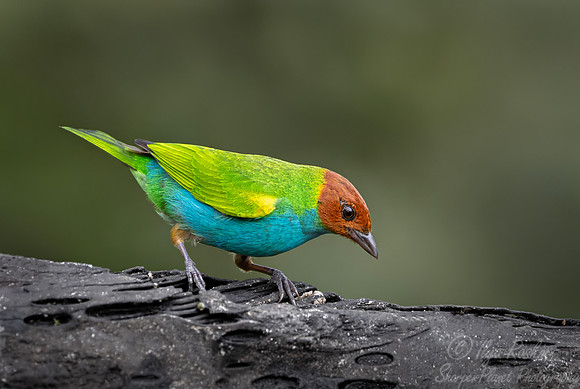689 Bay-headed tanager (Tangara gyrola) - Ecuador
