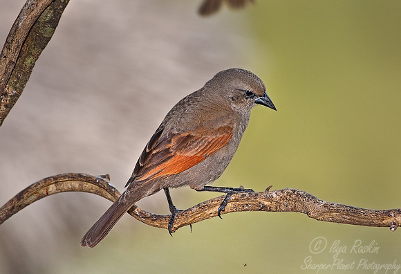 020 Bay-winged cowbird - Pantanal Brazil