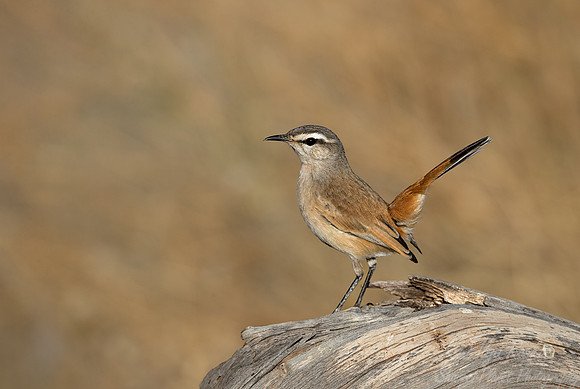 170 Kalahari scrub robin (Cercotricha paena) - Kgalagadi Transfrontier Park SA