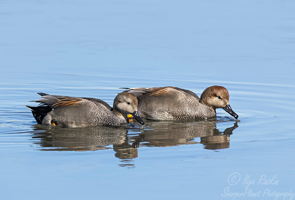 454 Gadwall (Mareca strepera) - NJ