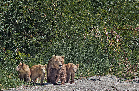 063 Brown Bear (Ursus arctos) - Kamchatka Russia