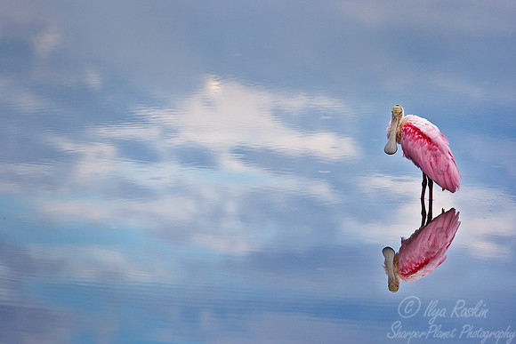 117 Roseate Spoonbill (Ajaja ajaja) FL
