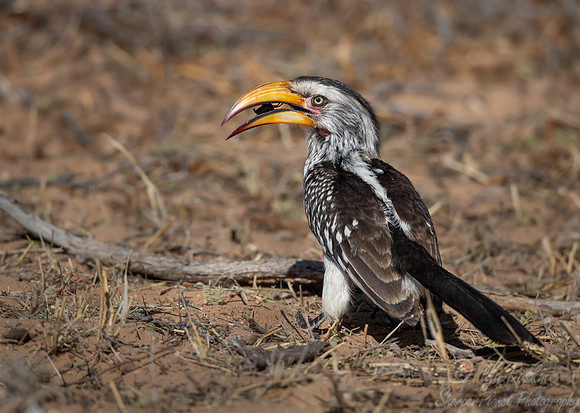 180 Yellow-billed hornbill (Tockus flavirostris) - Kgalagadi Transfrontier Park SA