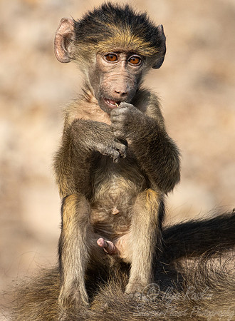 215 Chacma baboon young (Papio ursinus) - Botswana