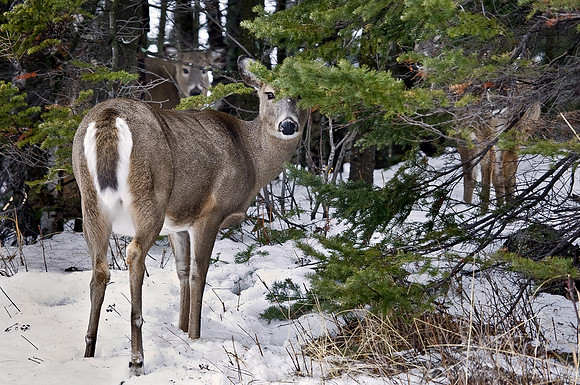 012_White-tailed deer white_MN