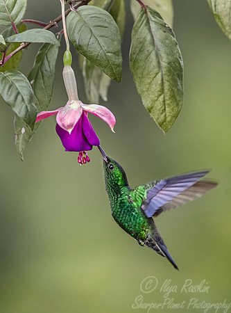 435 Steely-vented hummingbird (Saucerottia saucerottei) - Colombia cloud forest