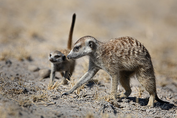 247 Meerkats or suricates (Suricata suricatta) - Botswana