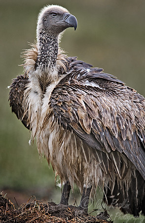 056 White-backed Vulture - Tanzania