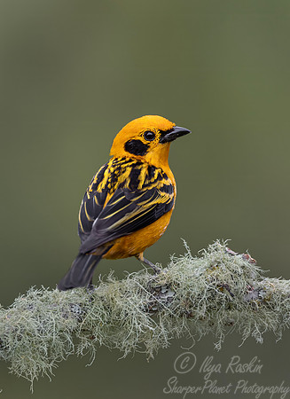 543 Golden tanager (Tangara arthus) - Colombia cloud forest