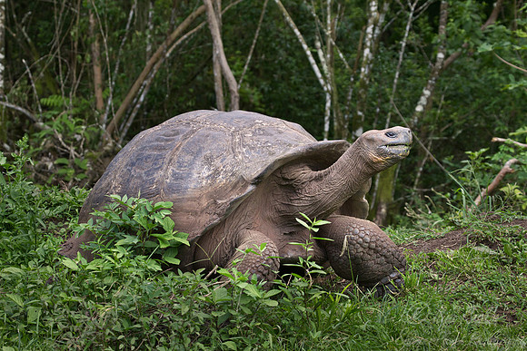045 Galapagos giant tortoise (Chelonoidis nigra) - Galapagos Ecuador