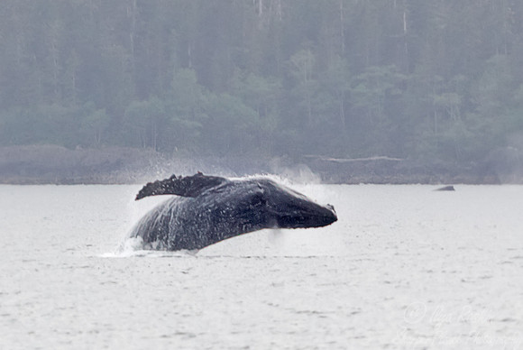 090 Humpback whale (Megaptera novaeangliae) - AK
