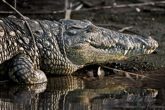 014_Nile Crocodile