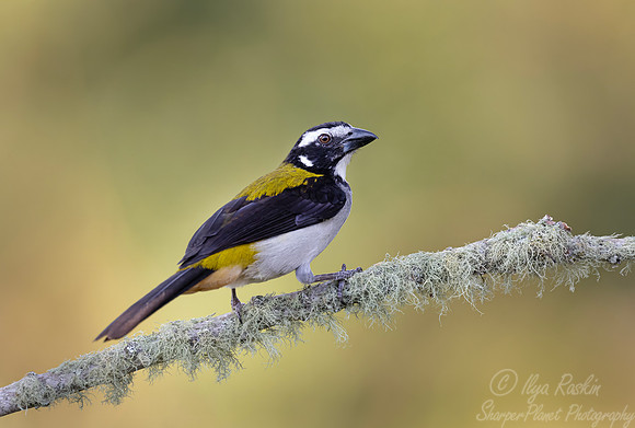 527 Black-winged saltator (Saltator atripennis) - Colombia cloud fores