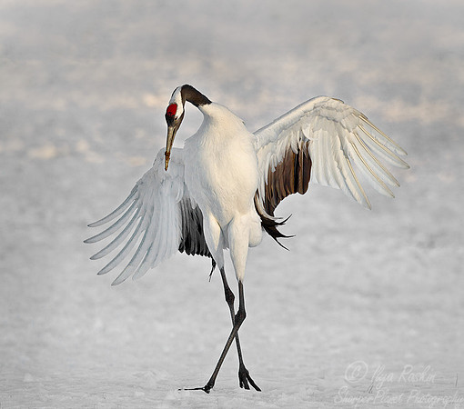 068 Red-crowned Crane (Grus japonensis) - Hokkaido Japan