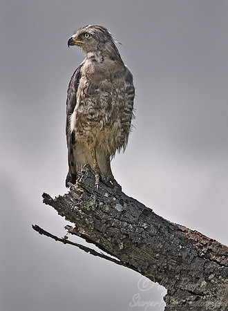 027 Southern Banded Snake Eagle - South Africa