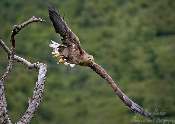 022 White-tailed Eagle (Haliaeetus albicilla) - Kazakhstan