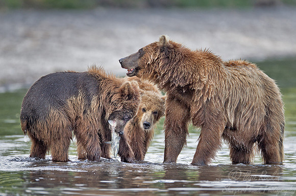 049 Brown Bear (Ursus arctos) - Kamchatka Russia