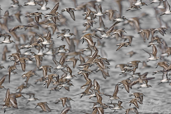 051 Flying Shorebirds - DE