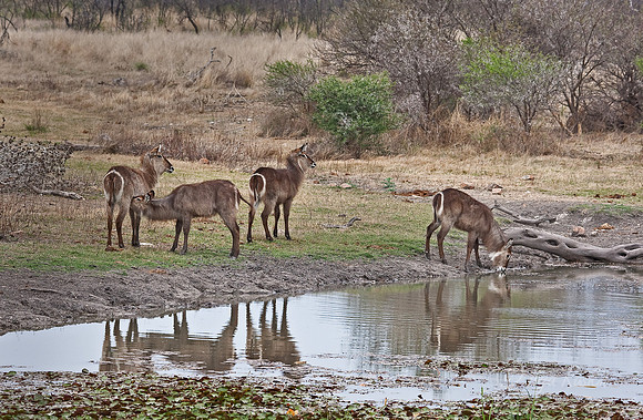 048_Waterbucks (Kobus ellipsiprymnus)_Madikwe_S Africa