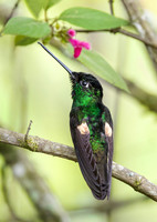 2025 Ecuador Hummingbirds