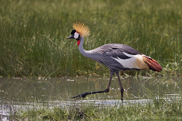 035 Grey Crowned Crane (Balearica regulorum) - Masai Mara Kenya