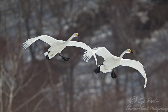 102 Whooper Swans (Cygnus cygnus) - Hokkaido Japan