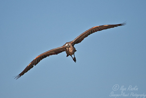 010_Great Blue Heron (Ardea herodias)_VA