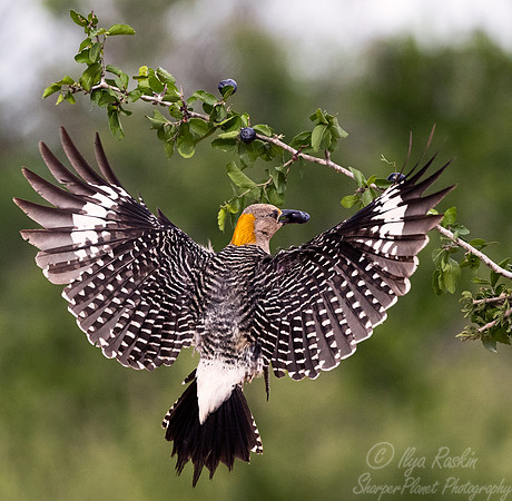 109 Golden-fronted woodpecker (Melanerpes aurifrons) - TX