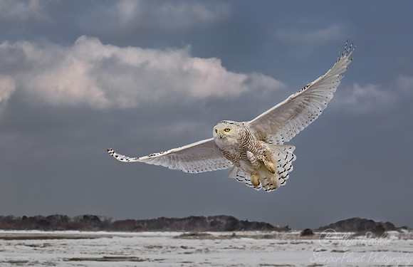 096 Snowy Owl (Bubo scandiacus) - MA