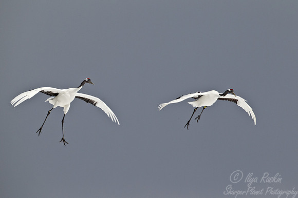 071 Red-crowned Crane (Grus japonensis) - Hokkaido Japan