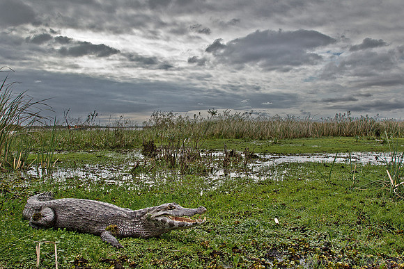 063 Yacare caiman (Caiman yacare) - Ibera Wetlands Argentina