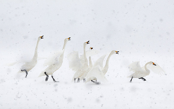 092 Whooper Swans (Cygnus cygnus) - Hokkaido Japan