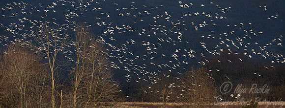 296 Snow geese (Anser caerulescens) - PA