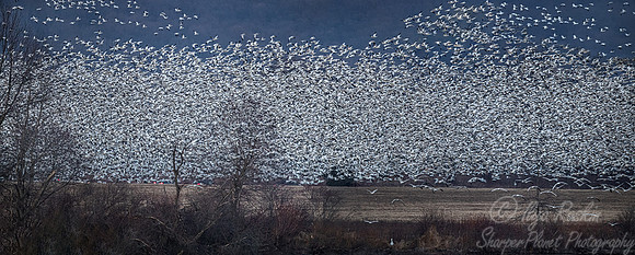 299 Snow geese (Anser caerulescens) - PA