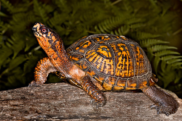 005_Eastern Box Turtle