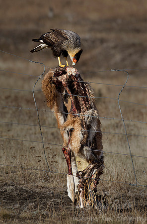 202 Crested Caracara (Caracara plancus) - Patagonia Chile 1