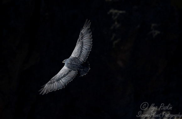 197 Black-chested Buzzard Eagle (Geranoaetus malanoleucus) - Patagonia Chile