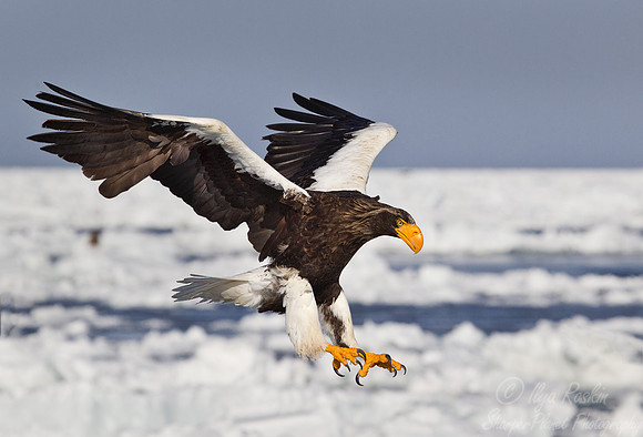 132 Steller's Sea Eagle (Haliaeetus pelagicus) - Hokkaido Japan