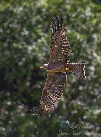175 Black kite (Milvus migrans) - captive SC